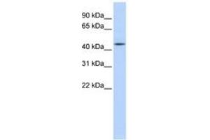 Image no. 1 for anti-Adenosylhomocysteinase (AHCY) (N-Term) antibody (ABIN6743591) (AHCY Antikörper  (N-Term))