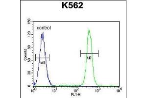 MOGT1 Antibody (C-term) (ABIN655264 and ABIN2844857) flow cytometric analysis of K562 cells (right histogram) compared to a negative control cell (left histogram).
