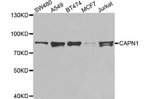 Western blot analysis of extracts of various cell lines, using CAPN1 antibody. (CAPNL1 Antikörper)