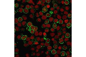 Immunofluorescence staining of Raji cells using CD20 Mouse Recombinant Monoclonal Antibody (rIGEL/773) followed by goat anti-Mouse IgG conjugated to CF488 (green). (Rekombinanter CD20 Antikörper)