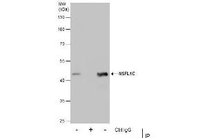 IP Image Immunoprecipitation of NSFL1C protein from A431 whole cell extracts using 5 μg of NSFL1C antibody [N1C2], Western blot analysis was performed using NSFL1C antibody [N1C2], EasyBlot anti-Rabbit IgG  was used as a secondary reagent. (NSFL1C Antikörper  (Center))