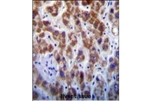 GOG8A Antibody (N-term) (ABIN655146 and ABIN2844767) immunohistochemistry analysis in formalin fixed and paraffin embedded human liver tissue followed by peroxidase conjugation of the secondary antibody and DAB staining. (GOLGA8A Antikörper  (N-Term))