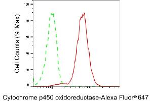Flow cytometric analysis of Cytochrome p450 oxidoreductase expression in HepG2 cells using Cytochrome p450 oxidoreductase antibody (ABIN7799722), 1:2,000). (Rekombinanter POR Antikörper)