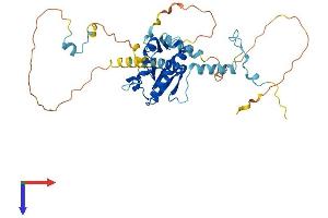 CEP41 Protein (AA 1-373) (His tag)