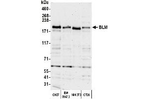Western Blotting (WB) image for anti-Bloom Syndrome RecQ Like Helicase (BLM) (C-Term) antibody (ABIN7450034) (BLM Antikörper  (C-Term))