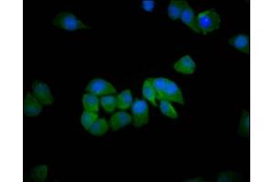 Immunofluorescence staining of Hela cells with ABIN7151209 at 1:200, counter-stained with DAPI. (SH3RF1 Antikörper  (AA 628-742))