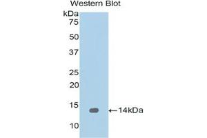 Detection of Recombinant REG1a, Human using Polyclonal Antibody to Regenerating Islet Derived Protein 1 Alpha (REG1a) (REG1A Antikörper  (AA 33-166))