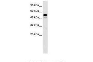 Image no. 1 for anti-Cyclin-Dependent Kinase 8 (CDK8) (C-Term) antibody (ABIN202585) (CDK8 Antikörper  (C-Term))