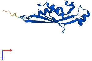PTS Protein (AA 1-144) (His tag)