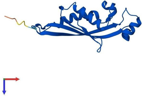 PTS Protein (AA 1-144) (His tag)