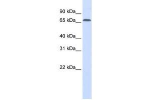 Western Blotting (WB) image for anti-Interferon Regulatory Factor 2 Binding Protein 1 (IRF2BP1) antibody (ABIN2459878) (IRF2BP1 Antikörper)