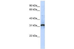 Western Blotting (WB) image for anti-Zinc Finger Protein 705D (ZNF705D) antibody (ABIN2459412) (ZNF705D Antikörper)