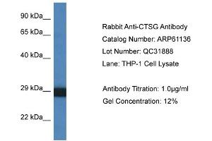Western Blotting (WB) image for anti-Cathepsin G (CTSG) (C-Term) antibody (ABIN2788689) (Cathepsin G Antikörper  (C-Term))