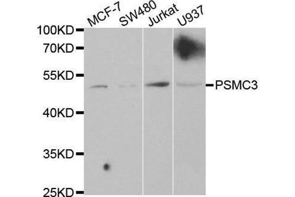 PSMC3 Antikörper  (AA 1-180)