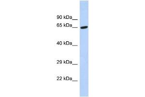 Host:  Rabbit  Target Name:  TAF6L  Sample Type:  Hela whole cell lysates  Antibody Dilution:  1.