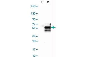 Western Blot analysis of Lane 1: negative control (vector only transfected HEK293T cell lysate) and Lane 2: over-expression lysate (co-expressed with a C-terminal myc-DDK tag in mammalian HEK293T cells) with GAS7 polyclonal antibody . (GAS7 Antikörper)