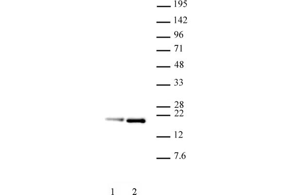 Histone H3.1 Antikörper  (pSer28)