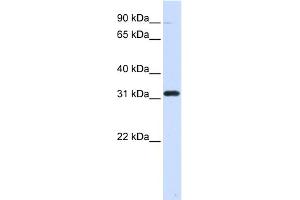 WB Suggested Anti-EEF1B2 Antibody Titration: 0. (EEF1B2 Antikörper  (Middle Region))