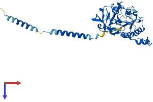 B3GAT3 Protein (AA 1-335) (His tag)
