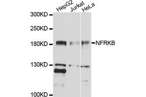 Western blot analysis of extracts of various cell lines, using NFRKB antibody (ABIN4904530) at 1:1000 dilution. (NFRKB Antikörper)