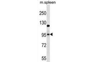 Western Blotting (WB) image for anti-Glutamate Receptor, Ionotropic, AMPA 4 (GRIA4) antibody (ABIN2997039) (GRIA4 Antikörper)