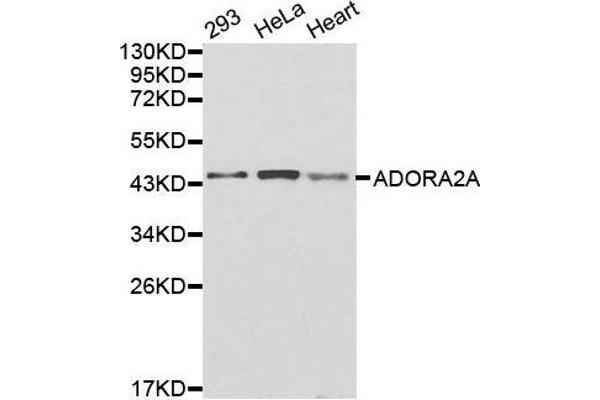 Adenosine A2a Receptor anticorps  (AA 100-200)