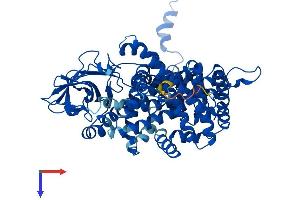 ACOX1 Protein (AA 1-661) (His tag)