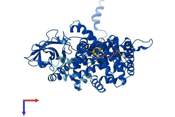 ACOX1 Protein (AA 1-661) (His tag)