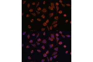 Immunofluorescence (IF) image for anti-NADH Dehydrogenase (Ubiquinone) 1 alpha Subcomplex, Assembly Factor 2 (NDUFAF2) (AA 1-169) antibody (ABIN7268806)