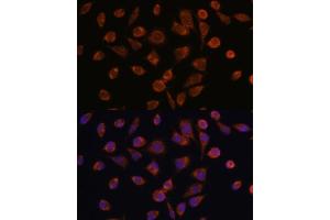 Immunofluorescence analysis of L929 cells using NDUF antibody (ABIN7268806) at dilution of 1:100. (NDUFAF2 Antikörper  (AA 1-169))
