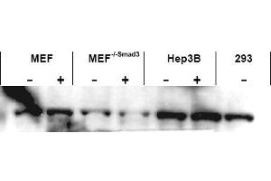 Image no. 1 for anti-SMAD, Mothers Against DPP Homolog 3 (SMAD3) (AA 417-425), (C-Term) antibody (ABIN401333) (SMAD3 Antikörper  (C-Term))