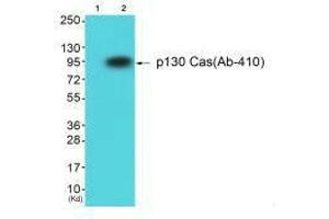 Western blot analysis of extracts from HuvEc cells using p130 Cas (Ab-410) antibody. (BCAR1 Antikörper  (Tyr410))