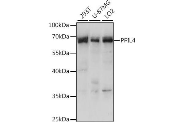 PPIL4 Antikörper  (AA 301-492)