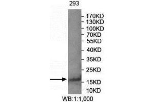 Western blot analysis of 293 cell lysate using FAM72A antibody. (FAM72A Antikörper  (AA 2-148))