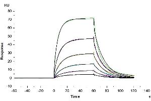 Anti-Alkaline Phosphatase Antibody captured on CM5 Chip via Protein A can bind Human Alkaline Phosphatase, His Tag with an affinity constant of 0.