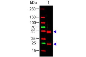 Western Blot of Rabbit anti-Swine IgG (H&L) Antibody Lane 1: Swine IgG Load: 100 ng per lane Primary antibody: Swine IgG (H&L) Antibody at 1:1000 for overnight at 4°C Secondary antibody: 649 goat anti-rabbit at 1:20,000 for 30 min at RT Block: ABIN925618 for 30 min at RT Predicted/Observed size: 55 and 28 kDa, 55 and 28 kDa