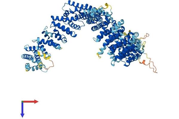 NCAPG2 Protein (AA 1-1143) (His tag)