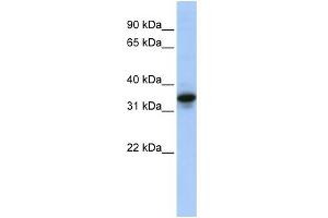 WB Suggested Anti-MUC3B Antibody Titration: 0. (MUC3B Antikörper  (N-Term))