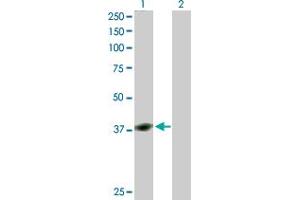 Western Blot analysis of YY1 expression in transfected 293T cell line by YY1 MaxPab polyclonal antibody. (YY1 Antikörper  (AA 1-414))
