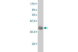 Western Blot detection against Immunogen (35. (Fgr Antikörper  (AA 1-90))