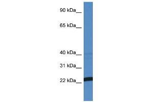 WB Suggested Anti-EFNA4 AntibodyTitration: 1. (EFNA4 Antikörper  (N-Term))