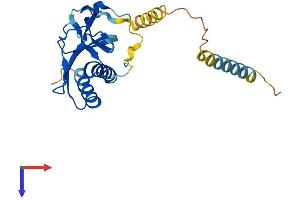 RTP2 Protein (AA 1-225) (His tag)