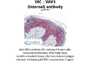 Image no. 1 for anti-Vav 3 Oncogene (VAV3) (Internal Region) antibody (ABIN1740680) (VAV3 Antikörper  (Internal Region))