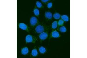 IF analysis of PMPCB using anti-PMPCB antibody (ABIN7600757). (PMPCB Antikörper  (AA 23-479))