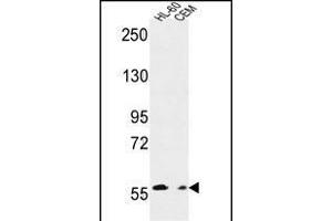 MILK2 Antibody (C-term) (ABIN651094 and ABIN2840068) western blot analysis in HL-60,CEM cell line lysates (35 μg/lane). (MICALL2 Antikörper  (C-Term))