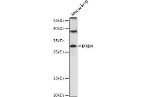 Western blot analysis of extracts of mouse lung, using MXD4 antibody (ABIN7268430) at 1:1000 dilution. (MXD4 Antikörper  (AA 110-209))