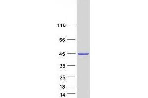 Validation with Western Blot (NDRG2 Protein (Transcript Variant 4) (Myc-DYKDDDDK Tag))