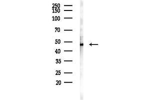 anti-TRAF Family Member-Associated NFKB Activator (TANK) (Internal Region) antibody
