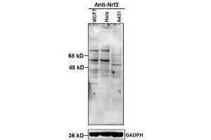 Image submitted by One World Lab validation program. (NRF2 Antikörper  (AA 430-480))