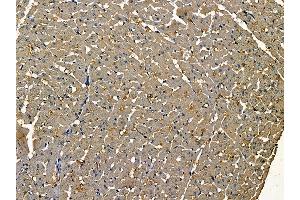 ABIN6259281 and ABIN6275534 at 1/100 staining rat heart tissue by IHC-P.